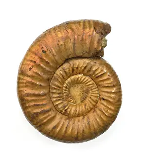 Ammonoid: Perisphinctes, ammonite