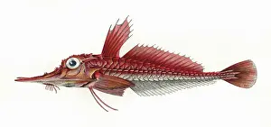 Gurnard: Peristedion, or Armed Gurnard