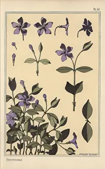 Grassets: Periwinkle botanical study