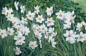 Narcissi: Periwinkles and Narcissi