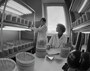 Technician: Perm Agricultural Experimental Station