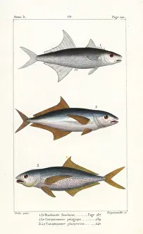 Oviparous: Permit fish, mahi mahi and sand tilefish