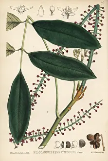 Pernambuco: Pernambuco jaborandi or Paraguay jaborandi