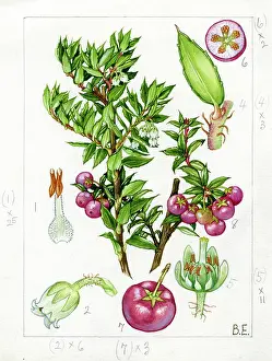 Prickly: Pernettya mucronata - prickly heath