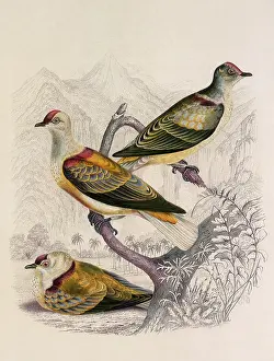 Titan: Perouse's Fruit Dove, Ptilonopus perousii
