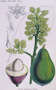 Magnoliid: Persea gratissima, avocado