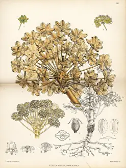 Ferula: Persian asafoetida, Ferula foetida