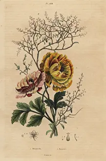 Indigo: Persian buttercup and Chinese indigo