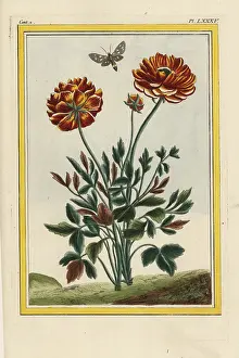 Ranunculus: Persian buttercup hybrid Harlequin, Ranunculus asiaticus