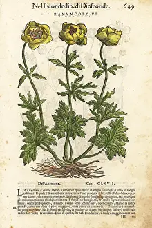 Mattioli: Persian buttercup, Ranunculus asiaticus