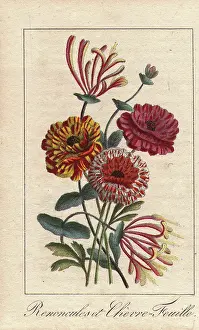 Periclymenum: Persian buttercups and honeysuckles, Ranonculus