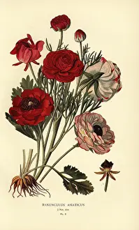 Passionflower: Persian buttercups, Ranunculus asiaticus