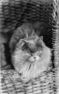 Whiskers: A Persian Cat
