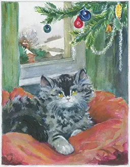 Orton: Persian cat on a cushion