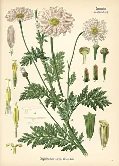 Coccineum: Persian chrysanthemum or pyrethrum, Tanacetum coccineum