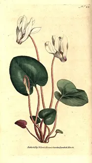 Cyclamen: Persian cyclamen, Cyclamen persicum