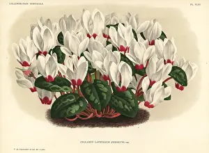 Cyclamen: Persian cyclamen, Cyclamen persicum