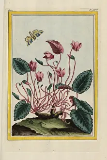 Cyclamen: Persian cyclamen, Cyclamen persicum