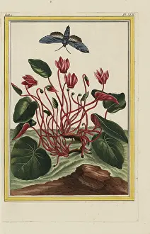 Chinoiserie: Persian cyclamen, Cyclamen persicum