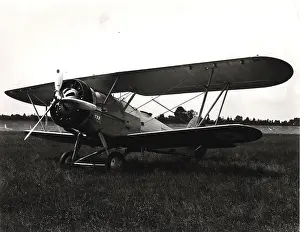 Audax: Persian Hawker Audax