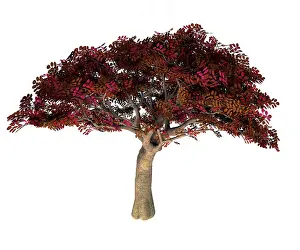 Shrub: Persian ironwood tree illustration