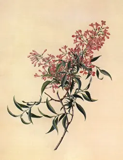 Dionysius: Persian Jasmine