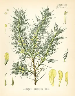 Astragalus: Persian manna or tragacanth, Astracantha adscendens