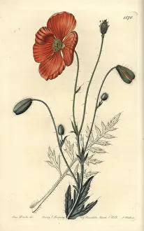 Persicum: Persian poppy, Papaver persicum