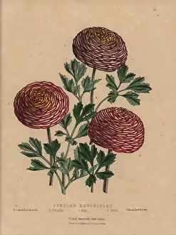 Argo: Persian ranunculus varieties: Columbus, Argo, and Hilda