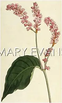 Polygonum: PERSICARIA ORIENTALE