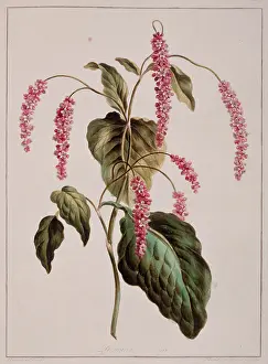 Polygonaceae: Persicaria sp. knotweed
