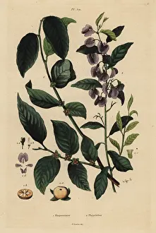 Casse: Persimmon fruit and tree hovea