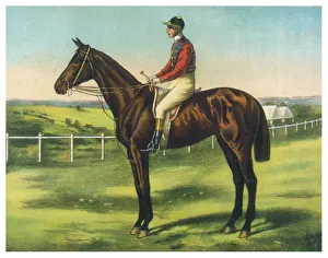 Persimmon: Persimmon (Racehorse)