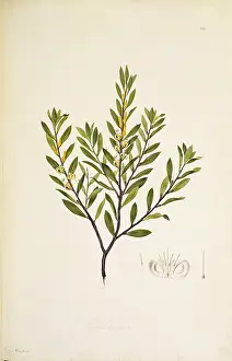 Proteales: Persoonia lanceolata, lance leaf geebung
