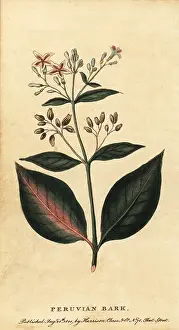 Quinine: Peruvian bark, Cinchona officinalis