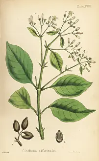 Quinine: Peruvian bark tree or quinine tree, Cinchona officinalis