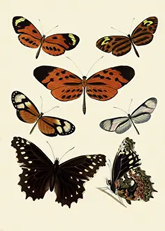 Revealing: Peruvian Butterflies