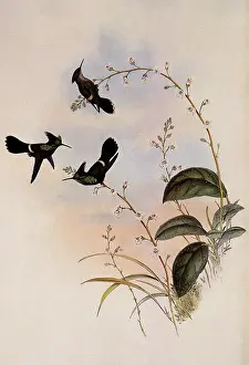 Coquette: Peruvian Coquette, Lophornis Verreauxi
