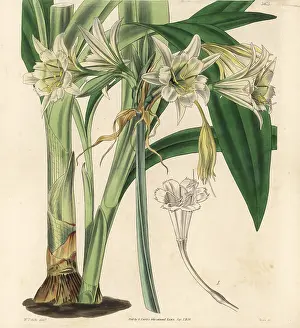Pedunculata: Peruvian daffodil, Ismene pedunculata