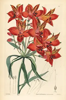 Alstroemeria: Peruvian lily, Alstroemeria ligtu