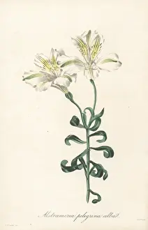 Volume 1: Peruvian lily, Alstroemeria pelegrina