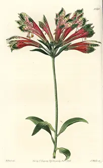 Pulchella: Peruvian lily, Alstroemeria pulchella