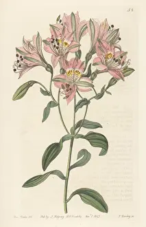John Lindley: Peruvian lily or lily of the Incas, Alstroemeria