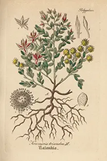 Gewachse: Peruvian rhatany, Krameria lappacea