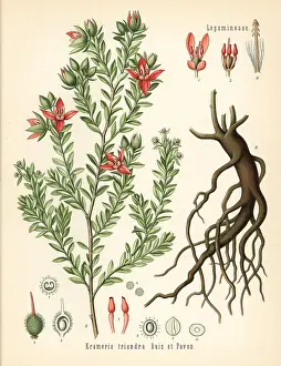 Kohler: Peruvian rhatany, Krameria lappacea