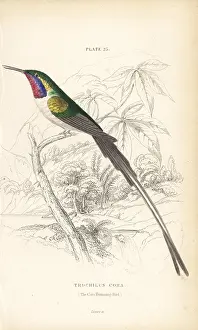 Cora: Peruvian sheartail, Thaumastura cora