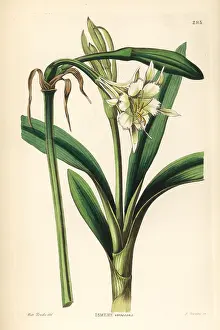 Virescens: Pervuvian daffodil, Ismene pedunculata