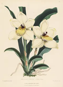 Kings Road: Pescatoria cerina orchid