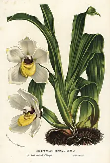 Zygopetalum: Pescatoria cerina orchid