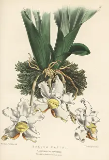 L. Reeve: Pescatoria lalindei orchid